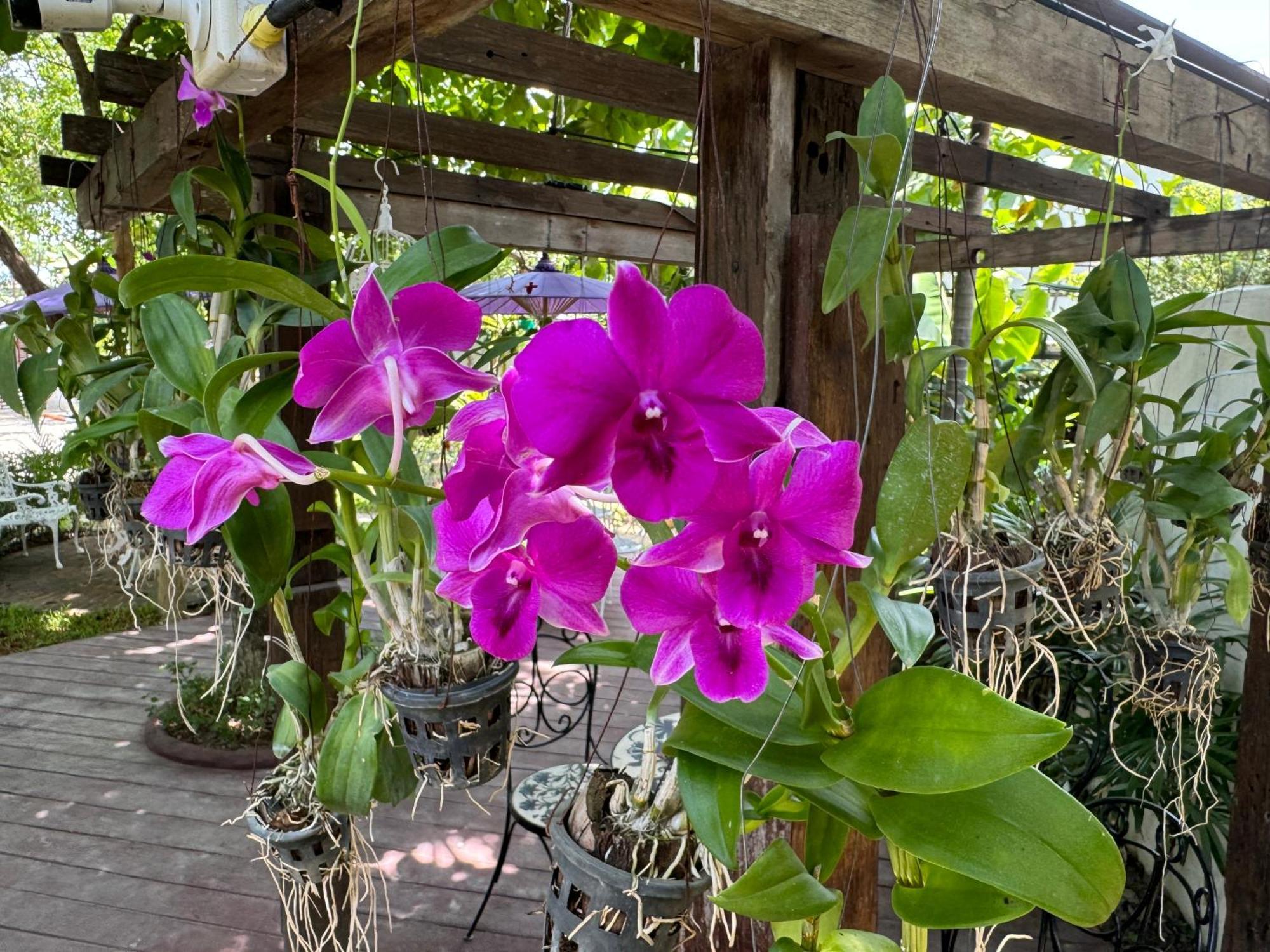 Chiang Mai Las Orquideas Resort Luaran gambar