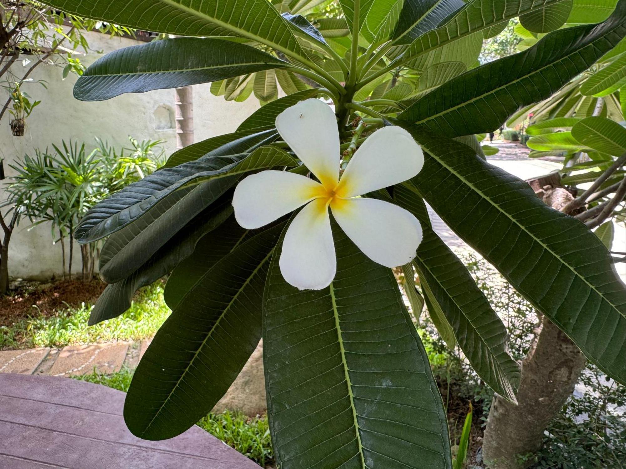Chiang Mai Las Orquideas Resort Luaran gambar