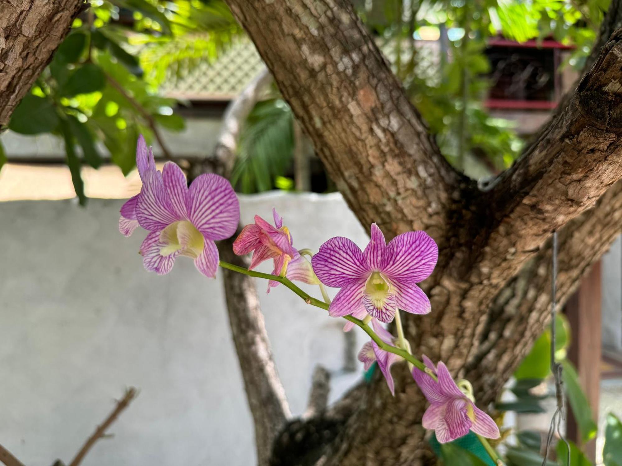 Chiang Mai Las Orquideas Resort Luaran gambar