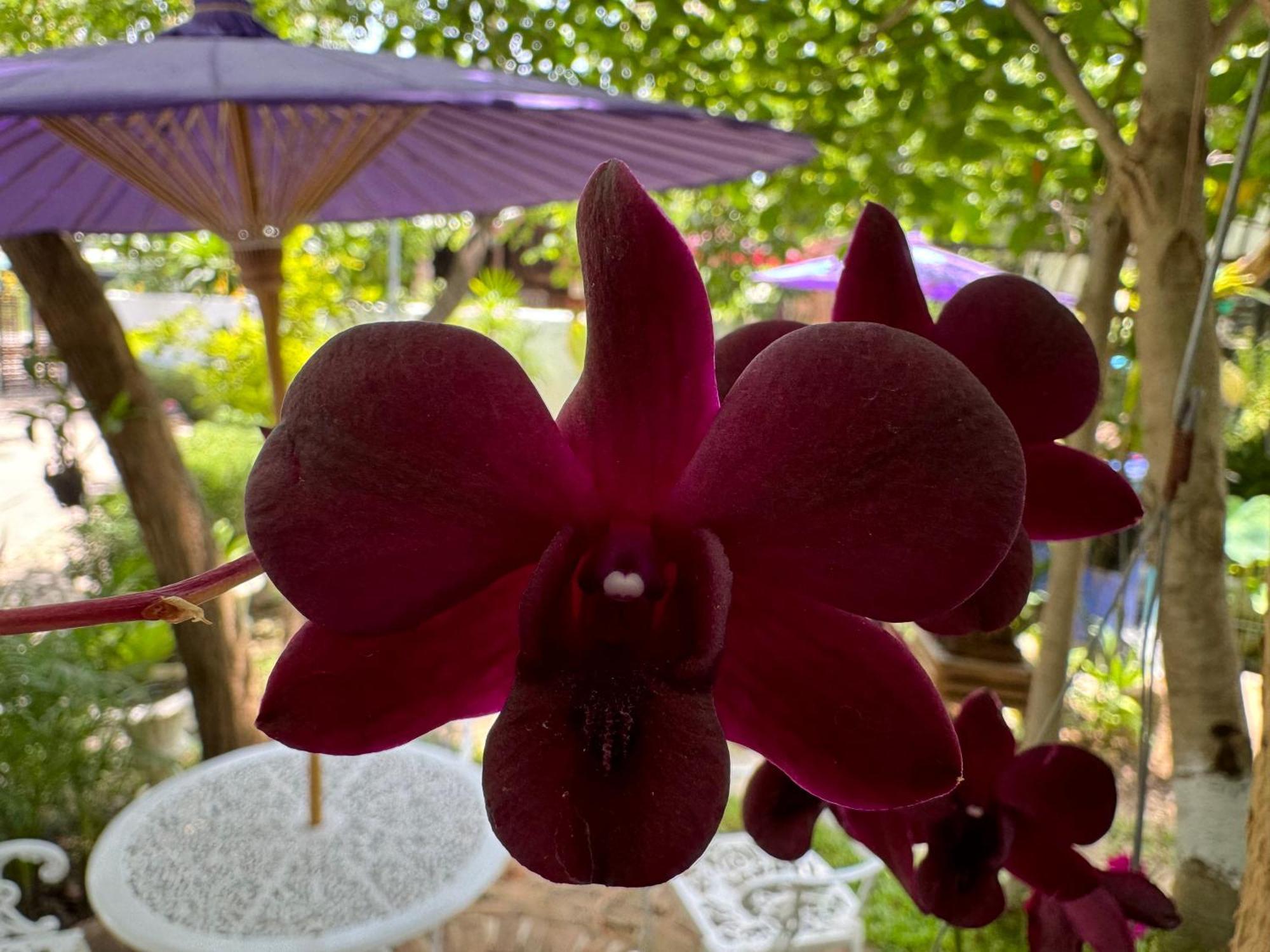 Chiang Mai Las Orquideas Resort Luaran gambar